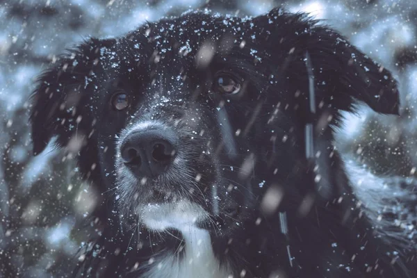 Surto de doença na Noruega mata dezenas de cães em apenas uma semana