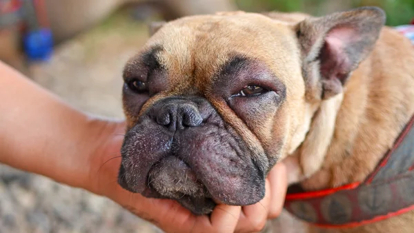 pet com reação alérgica a ataque de abelha