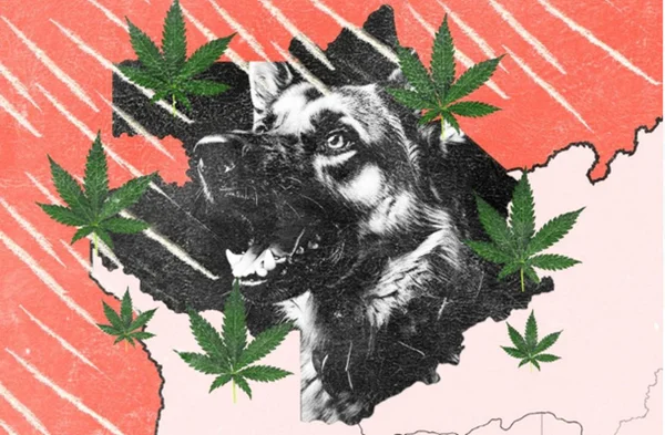 cabeça de cachorro