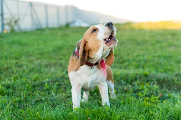 Os sinais que o cão dá antes de ficar agressivo, segundo veterinário