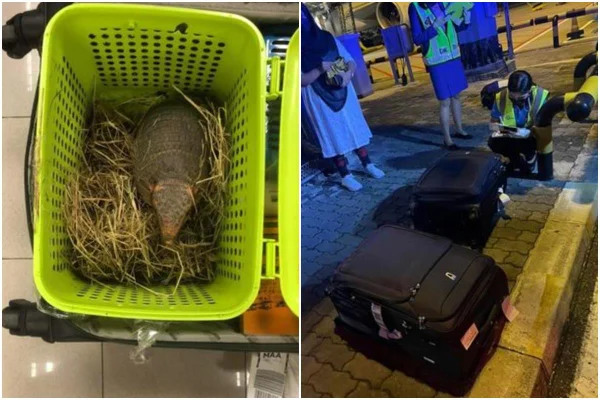 mulheres tentam embarcar com animais