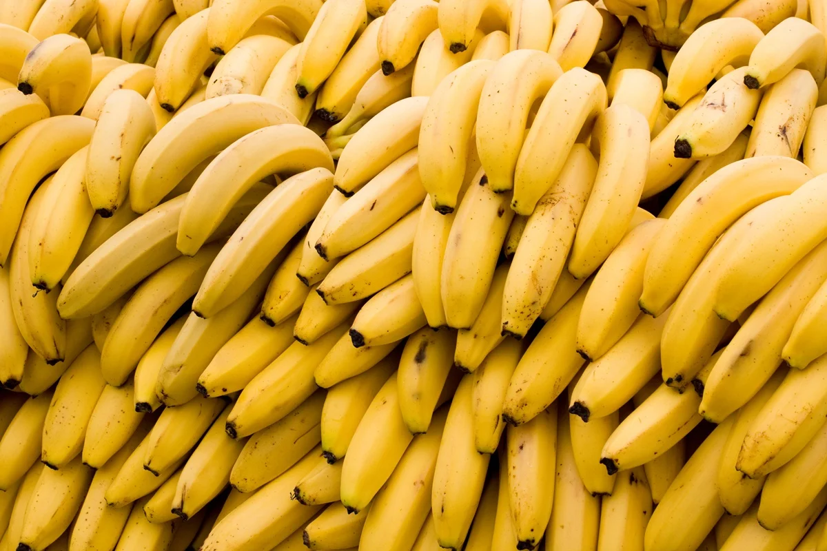 A banana é rica em fibras, magnésio e vitamina B6 A banana é rica em fibras, magnésio e vitamina B6
