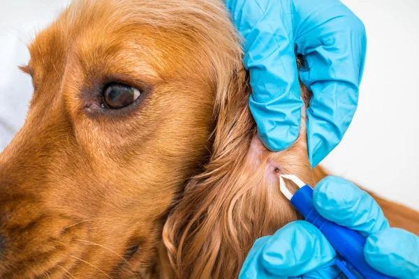 médico retirando pulga da orelha de um cachorro