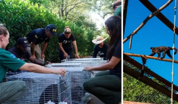Macacos vendidos por até R$ 100 mil são resgatados em Santa Catarina - Metrópoles