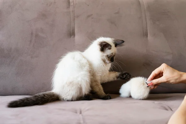gato brincando com bola de pelo