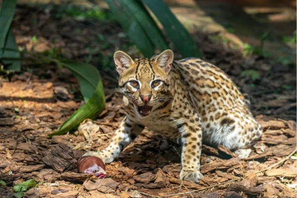 Com a chegada do calor extremo, zoológico de São Paulo oferece picolés, simulação de chuva, lameiros e até ar-condicionado para os animais - Metrópoles