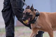 After all, what really matters to a police dog is the ball. After all, what really matters to a police dog is the ball.