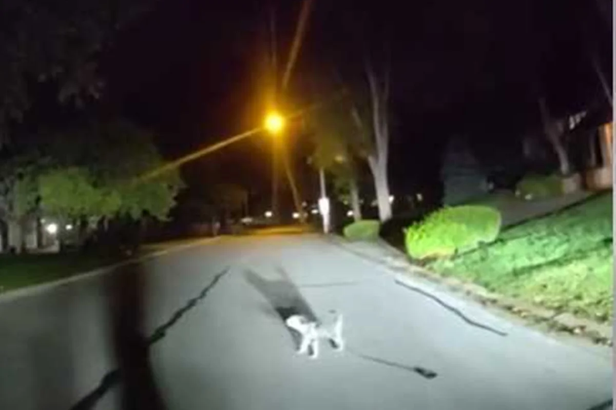 Cachorro ajuda policiais a encontrar tutor caído em casa nos Estados Unidos