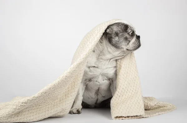 Cachorro enrolado em cobertor