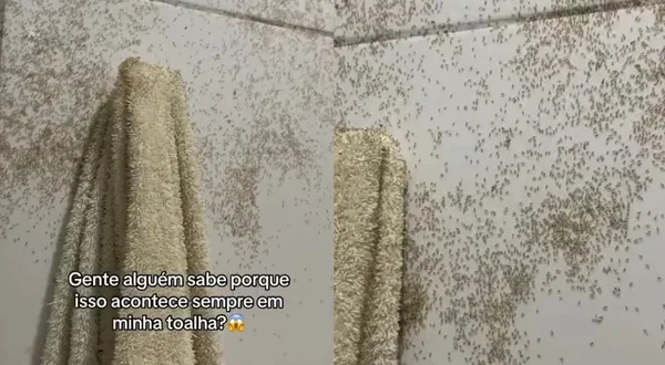 Na imagem colorida, uma toalha branca aparece repleta de formigas - Metrópoles