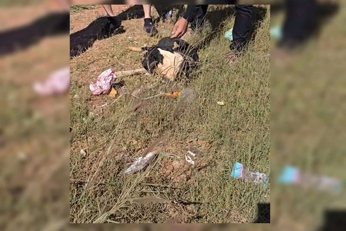 Cadela é atropelada na Estrutural e motorista foge sem prestar socorro