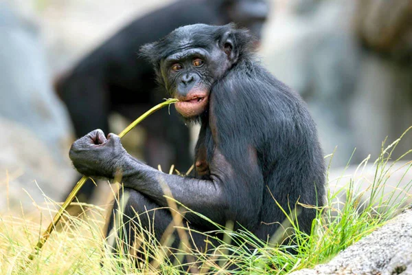 Bonobo, no San Diego Zoo