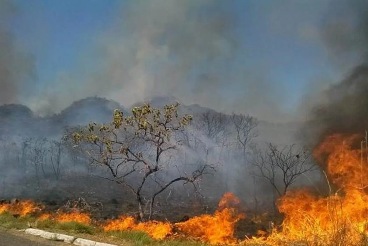 MapBiomas: 64% da área queimada desde 1985 já pegou fogo mais de 1 vez - imagem 1 MapBiomas: 64% da área queimada desde 1985 já pegou fogo mais de 1 vez - imagem 1