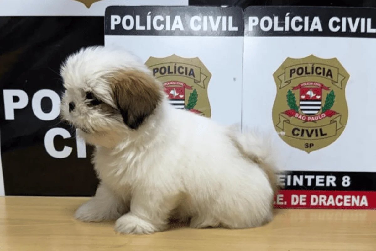 Alerta de fofura: filhote de Shih-tzu é resgatado após 10 dias desaparecido Alerta de fofura: filhote de Shih-tzu é resgatado após 10 dias desaparecido