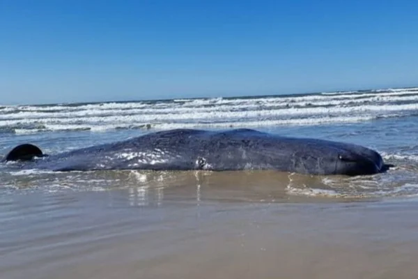 Imaagem colorida, baleia encalhada morta em Laguna - Metrópoles