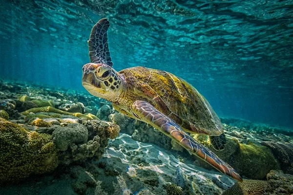 Austrália: entenda por que tartarugas verdes deixaram de criar machos