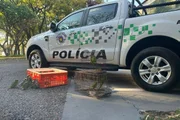 Polícia Ambiental resgata filhotes de papagaio-verdadeiro em assentamento de Teodoro Sampaio (SP)
