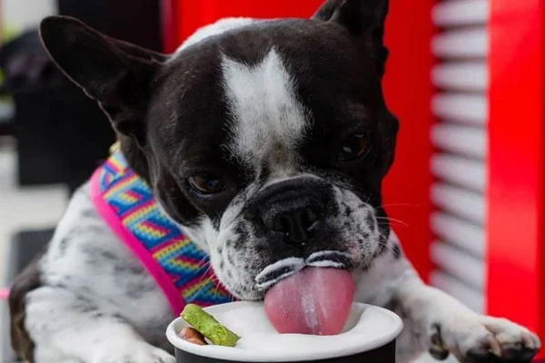 Dia do Sorvete: confira onde encontrar a delícia gelada para pets