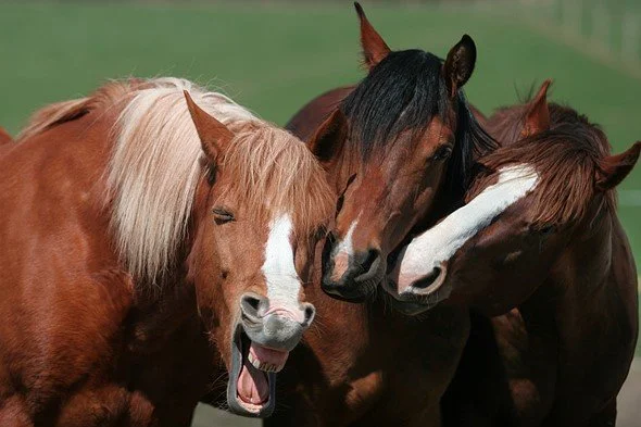 Foto engraçada de cavalo