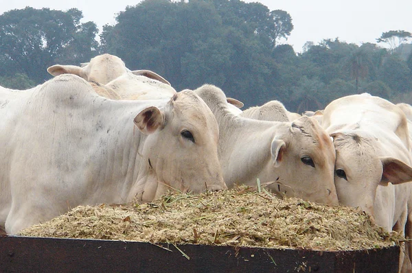 Exportação de carne bovina em outubro foi a maior no ano, diz associação