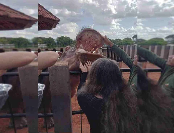 Mulher alimenta hipopótamo no Zoo de Brasília