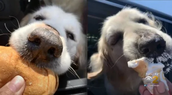 Após ser abandonado, cão com câncer terminal ganha lista de desejos