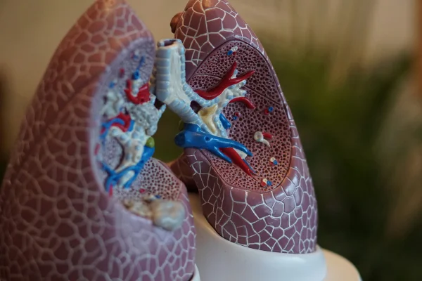 fotografia de foco seletivo de anatomia pulmonar. Pulmão. Metrópoles