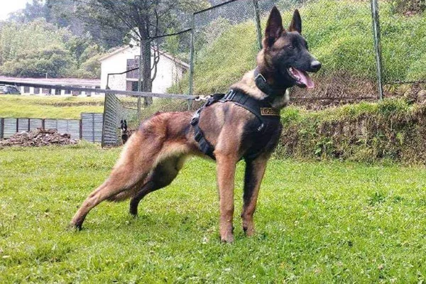 cão buscas colombia amazonia wilson