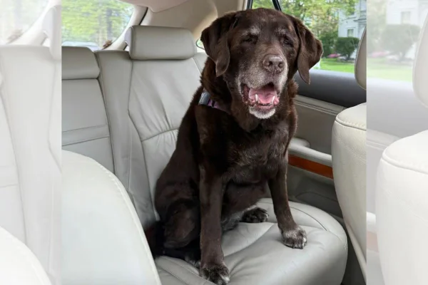 Cadela idosa cor de chocolate sentada no banco de trás de um carro