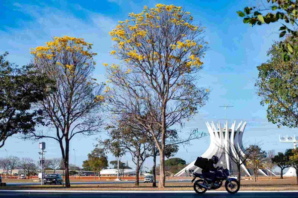 Ipê-amarelo próximo à Catedral de Brasília, na Esplanada dos Ministérios