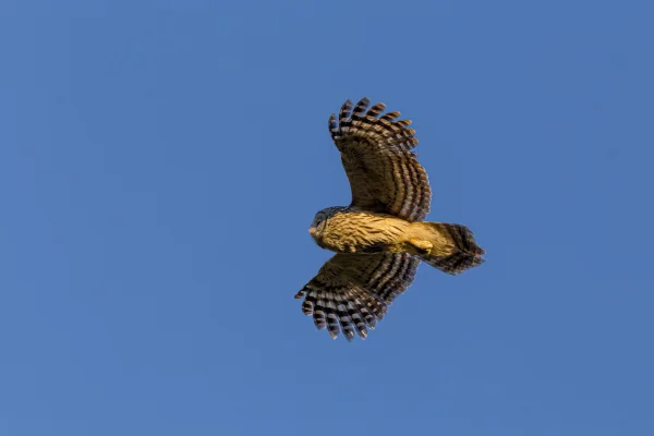 Biomimética: biodiversidade inspira novidades no design de aviões e tecidos - destaque galeria Biomimética: biodiversidade inspira novidades no design de aviões e tecidos - destaque galeria