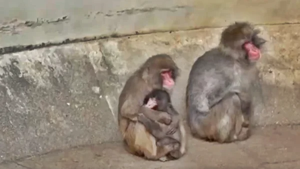 Foto colorida de macaco Punch sendo abraçado por outro primata