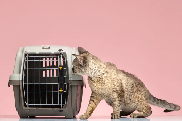 Gato olhando para caixa de transporte