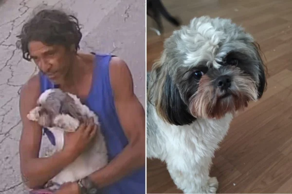 Imagem colorida mostra cachorro furtado na zona oeste de São Paulo. Metrópoles
