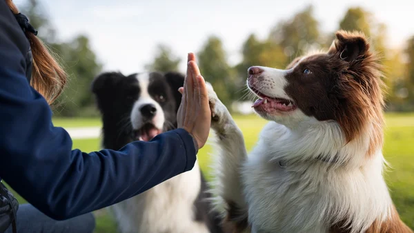 cachorro border collie