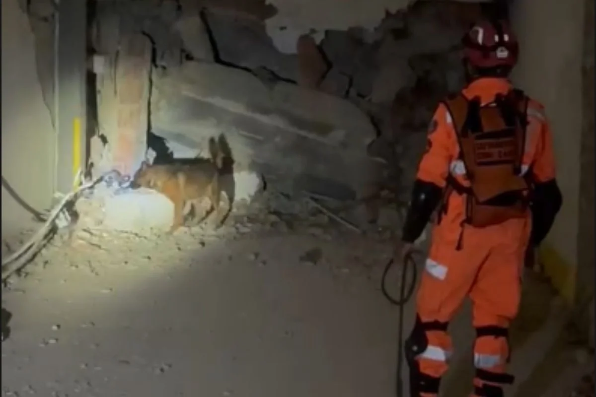 Equipes brasileiras atuam em buscas por vítimas do terremoto na Venezuela Equipes brasileiras atuam em buscas por vítimas do terremoto na Venezuela