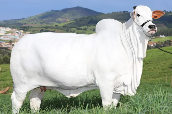 imagem colorida vaca Viatina-19, campeã da raça Nelore, entrou para o Guinness Book - Metrópoles