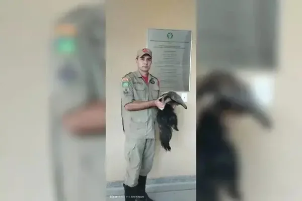 Vídeo: tamanduá filhote é encontrado agarrado à mãe morta em rodovia