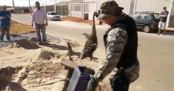 Porco-espinho atacado por cachorro é resgatado no Riacho Fundo