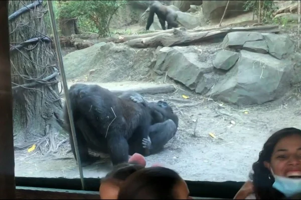 Vídeo: gorilas fazem sexo oral na frente do público em zoológico dos EUA