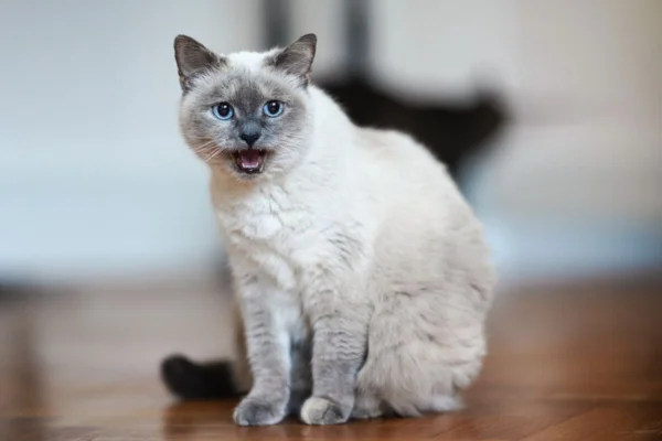 Imagem colorida de gato siamês