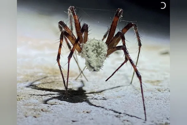 Fotos aranhas parasitadas por fungos, aranhas zumbis