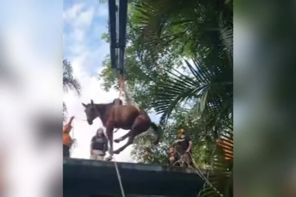 Imagem colorida mostra cavalo sendo resgatado de laje em Peruíbe - Metrópoles
