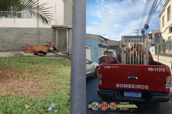 Colagem colorida de lobo-guará resgatado pelo Corpo de Bombeiros em universidade no interior - Metrópoles