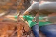 O homem que agrediu a mulher com golpes de facão foi preso pela PMGO