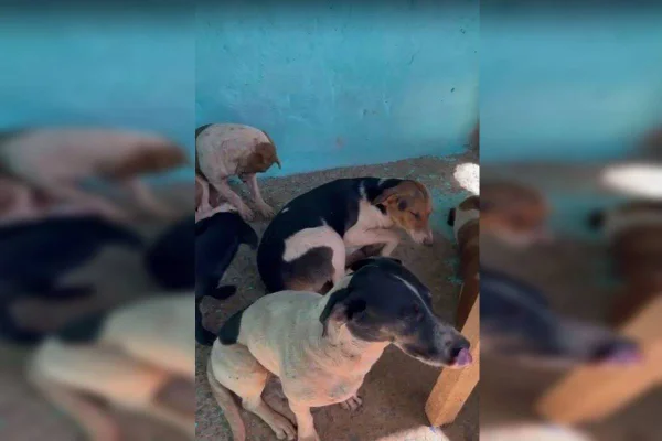 Deputado intermedia resgate de 11 cães, que ganham novo lar no DF