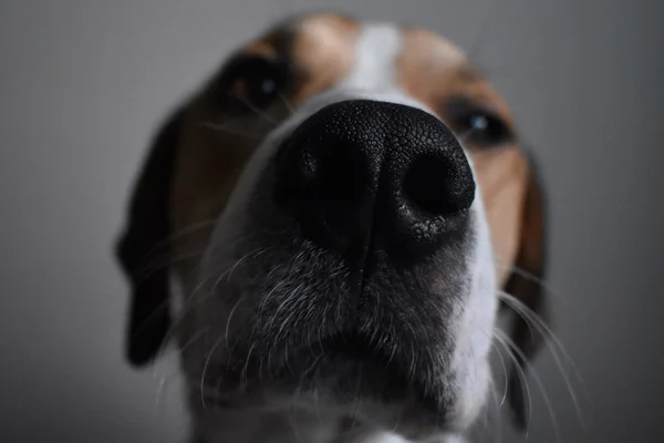 Página do Instagram bomba com cliques de focinhos de cachorros