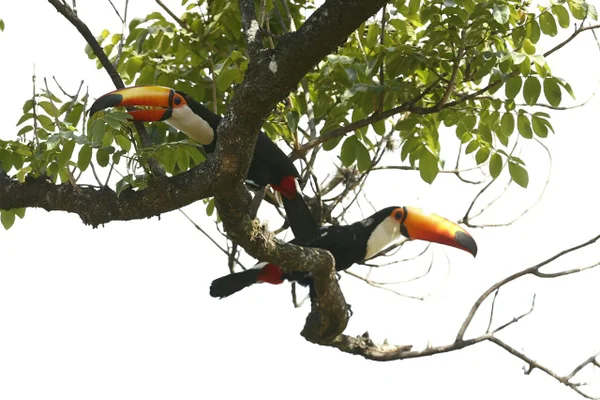 Pecuarista atropela tucano e posa com faca como se tivesse abatido o animal