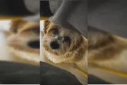 Onde está Sushi? Família procura por cachorro que fugiu em Taguatinga - imagem 4