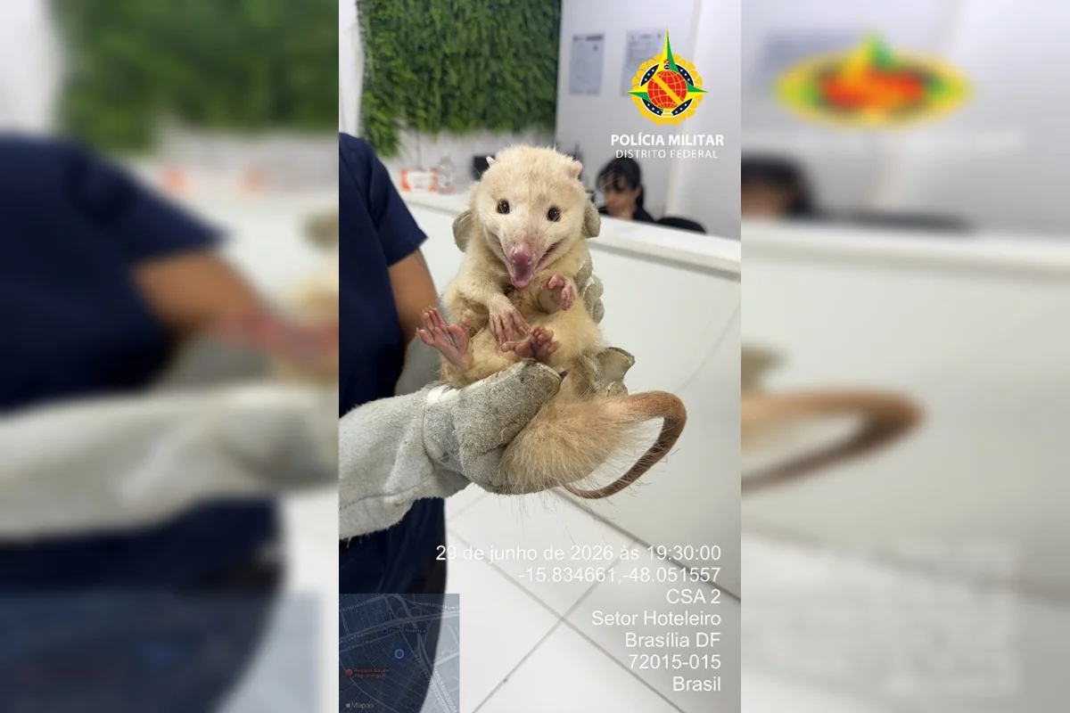 PMDF resgata saruê albino dentro de shopping